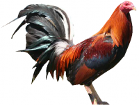 /album/incubadoras/gallo-blanco-png/